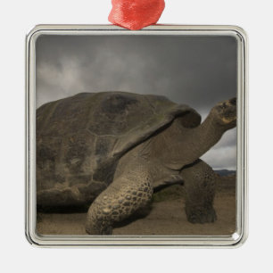 Galapagos Giant Tortoise Geochelone Metal Ornament