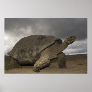 Galapagos Giant Tortoise Geochelone Poster