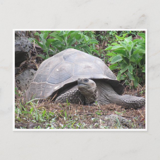 galapagos giant tortoise postcard (Front)
