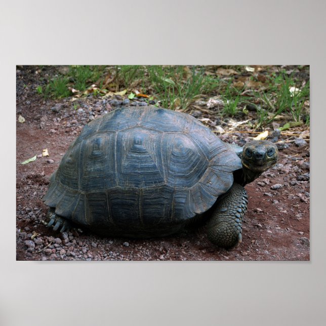 Galapagos Giant Tortoise Poster (Front)