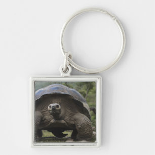 Galapagos Giant Tortoises Geochelone Keychain