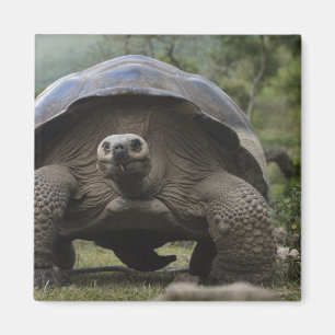 Galapagos Giant Tortoises Geochelone Magnet