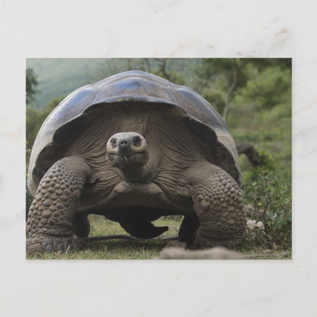 Galapagos Giant Tortoises Geochelone Postcard (Front)
