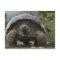 Galapagos Giant Tortoises Geochelone