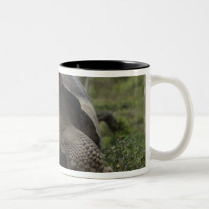 Galapagos Giant Tortoises Geochelone Two-Tone Coffee Mug