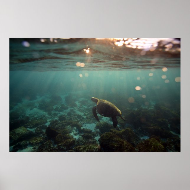 Galapagos Green Sea Turtle: Underwater Serenity Poster (Front)