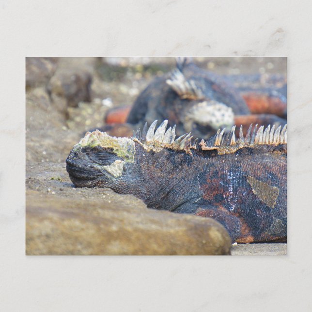 galapagos iguana sleep postcard (Front)