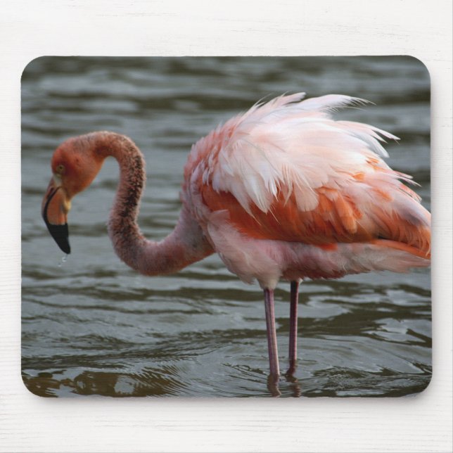 Galapagos Islands Flamingo Mouse Pad (Front)