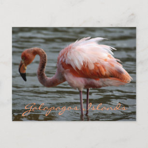 Galapagos Islands Flamingo Postcard