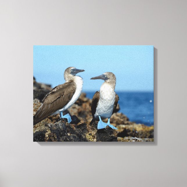 Galapagos Islands, Isabela Island Canvas Print (Front)