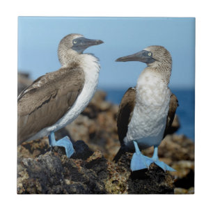Galapagos Islands, Isabela Island Tile