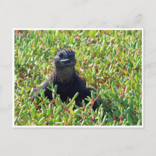 galapagos marine iguana postcard