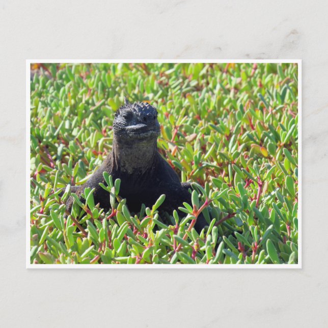 galapagos marine iguana postcard (Front)