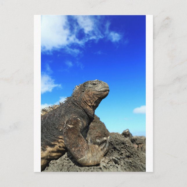 Galapagos marine iguana sunbathing postcard (Front)