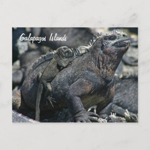 Galapagos Marine Iguana with baby Postcard