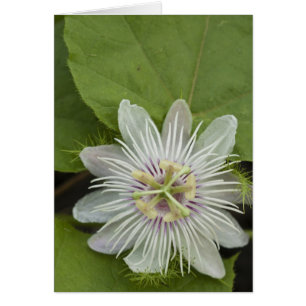 Galapagos Passiflora foetida