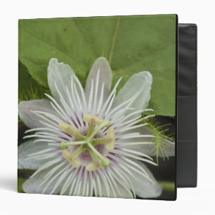 Galapagos Passion Flower Passiflora foetida Binder