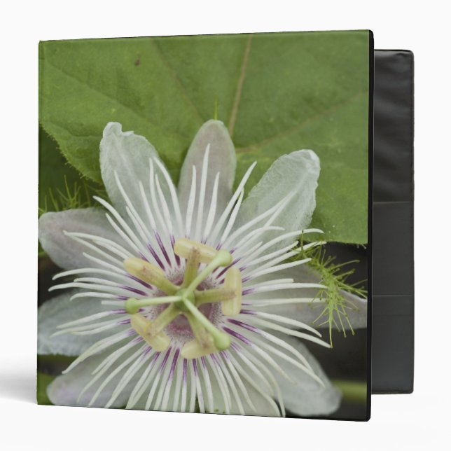 Galapagos Passion Flower Passiflora foetida Binder (Front/Inside)