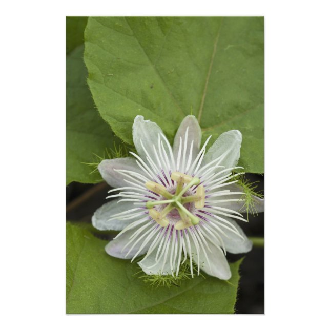 Galapagos Passion Flower Passiflora foetida Photo Print (Front)