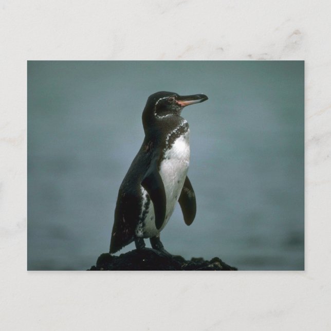 Galapagos' Penguin On Lava Rock Postcard (Front)