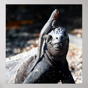 Galapagos Poster