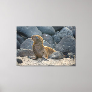 Galapagos Sea Lion Canvas Print