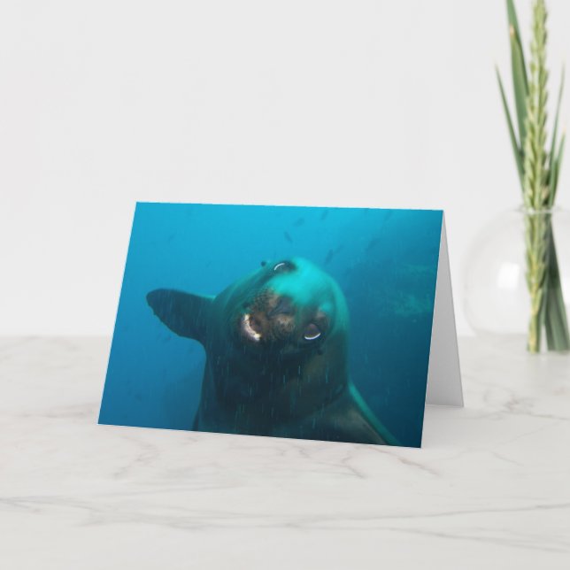 Galapagos Sea Lion Card (Front)