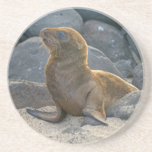 Galapagos Sea Lion Coaster