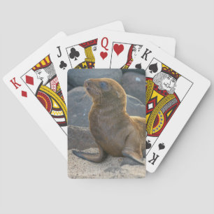 Galapagos sea lion playing cards