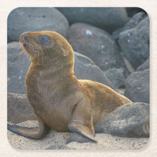 Galapagos Sea Lion Square Paper Coaster