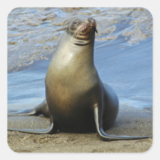 Galapagos Sea Lion Sticker 1