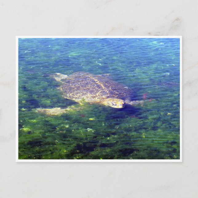 galapagos sea turtle postcard (Front)