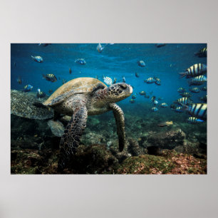 Galápagos Sea Turtle with Sergeant Major Fish Poster
