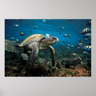 Galápagos Sea Turtle with Sergeant Major Fish Poster