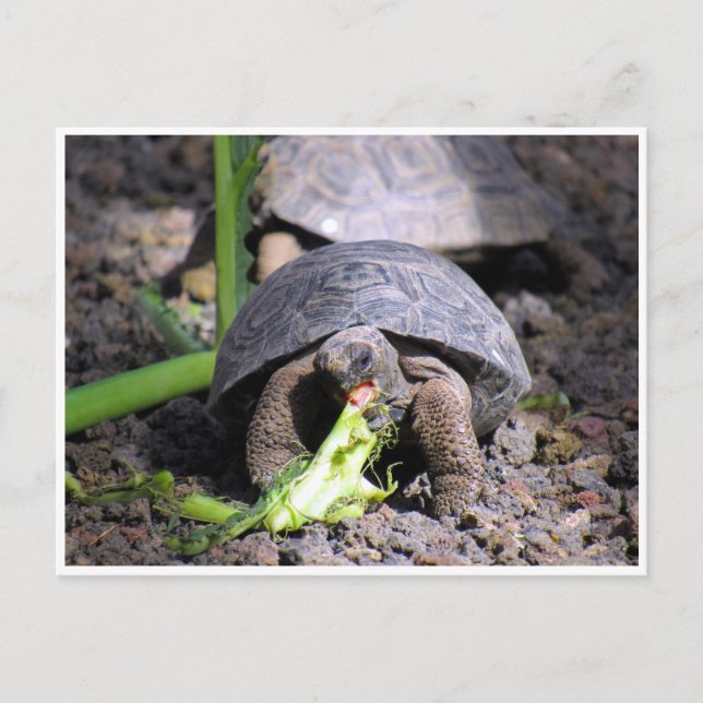 galapagos tortoise baby postcard (Front)
