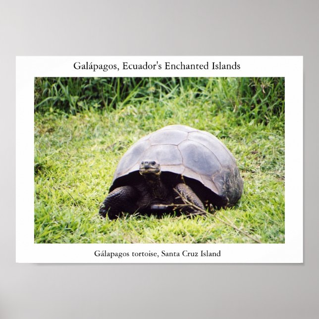 Galápagos tortoise, big as he wants to be poster (Front)