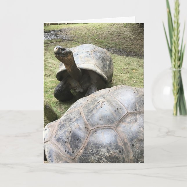 galapagos tortoise greeting card #2 (funny inside) (Front)