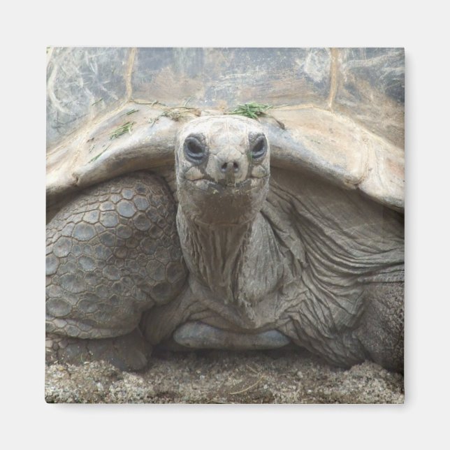 Galapagos Tortoise Magnet (Front)
