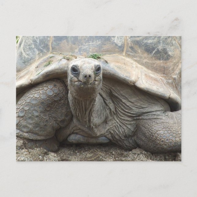 Galapagos Tortoise Postcard (Front)