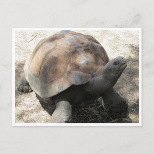 galápagos tortoise postcard