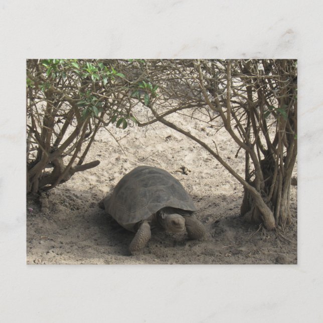galápagos tortoise rest postcard (Front)