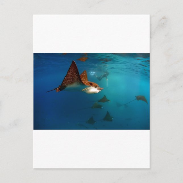 Galapagos underwater Spotted eagle rays Postcard (Front)
