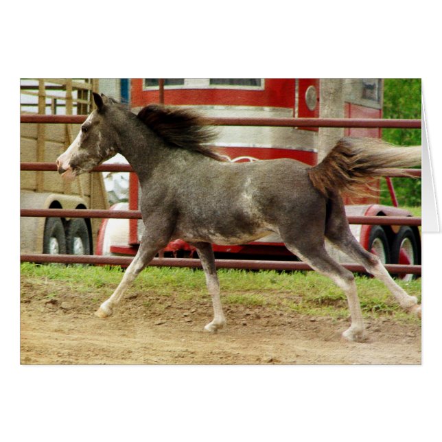 Galeries Mini Pinto Horse (Devant horizontal)