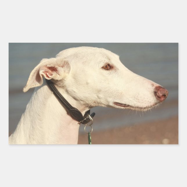 Galgo Windhound Sticker (Front)