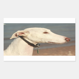 Galgo Windhound Sticker