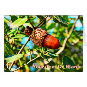 Galilee Acorn