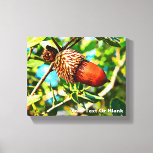 Galilee Acorn Canvas Print