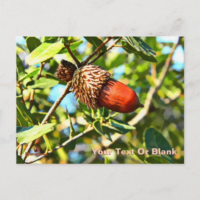 Galilee Acorn Postcard (Front)