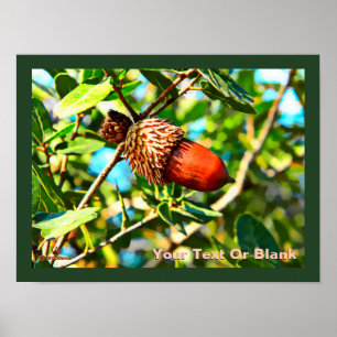 Galilee Acorn Poster