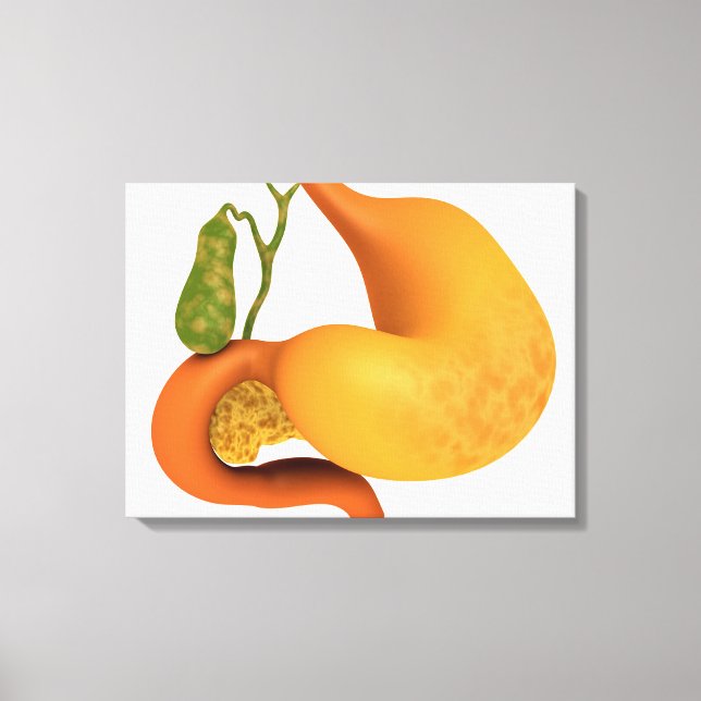 Gall Bladder With Stomach Canvas Print (Front)